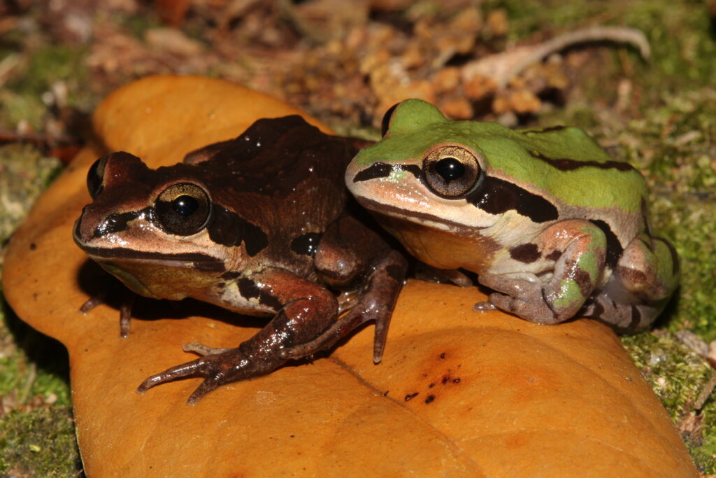 Ornate Chorus Frogs