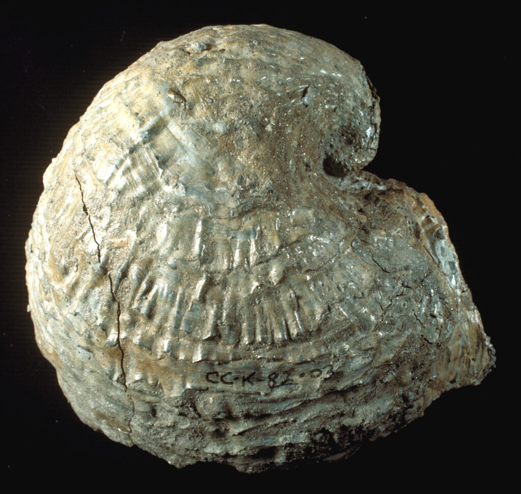 Late Cretaceous Oyster