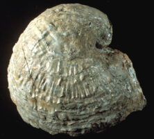 Late Cretaceous Oyster
