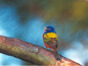 Painted Bunting