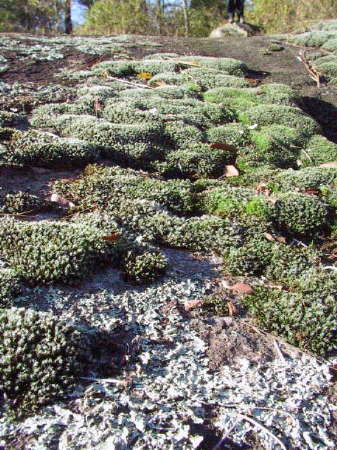 Lichens and Mosses on Granite Outcrop