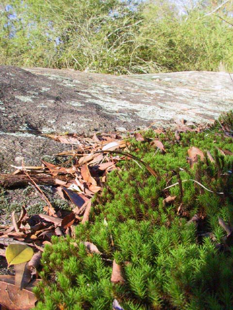 Plant Community on Granite Outcrop