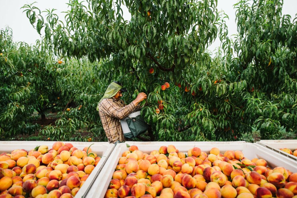 Peach Harvest