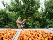 Peach Harvest