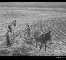 Planting Cotton, 1941
