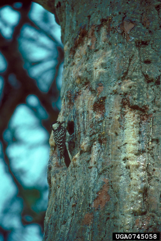 Red-Cockaded Woodpecker