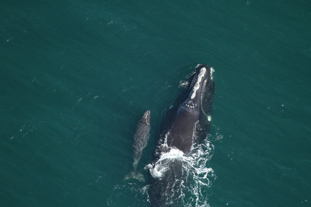 Right Whales, Mother and Calf