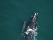 Right Whales, Mother and Calf