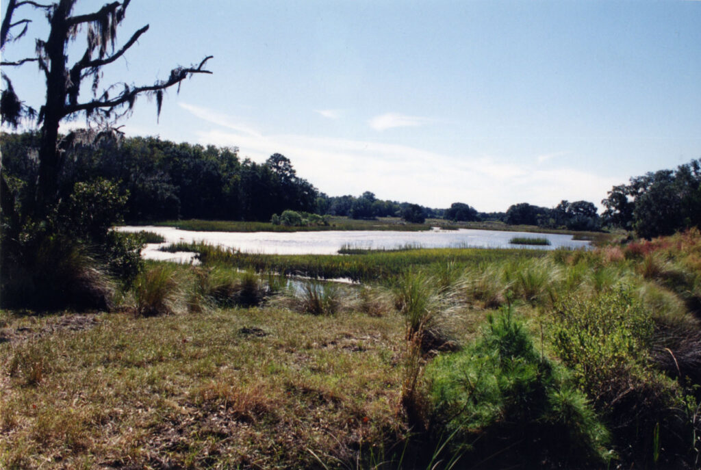 Sapelo Island Marsh