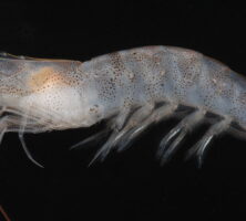 Shrimp Species