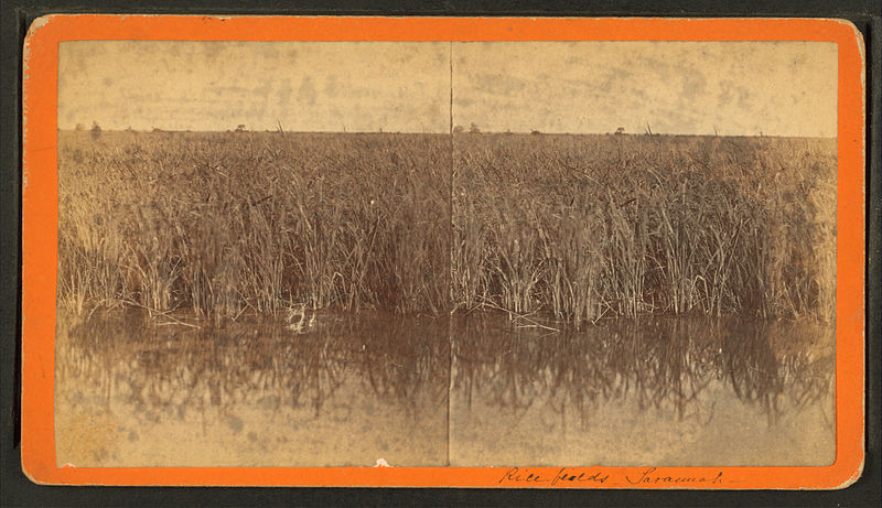 Flooded Rice Field