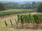 Three Sisters Vineyard