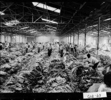 Tobacco Warehouse