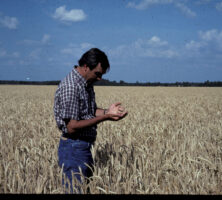 Wheat Farmer