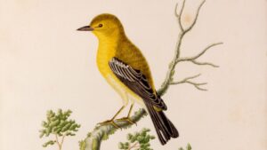 Georgia Ornithological Society