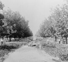 Barnwell Pecan Orchards