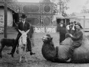 Circus Animals, Sea Island