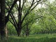 Pecan Orchard, Perry