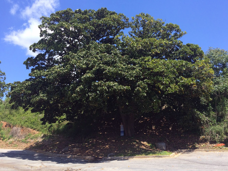 Magnolia Tree, Ponce de Leon Ballpark