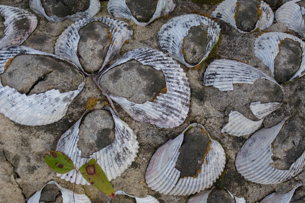 Seashells on a gravesite at Antioch Baptist Cemetery