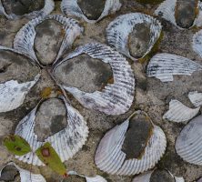 Seashells on a gravesite at Antioch Baptist Cemetery
